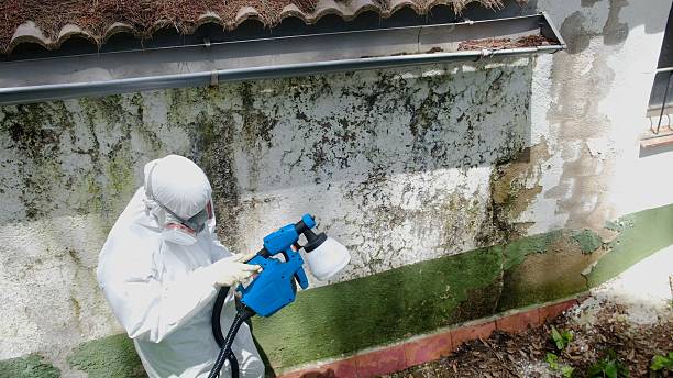 Top rated local Mold Removal specialists in Jamestown, TN